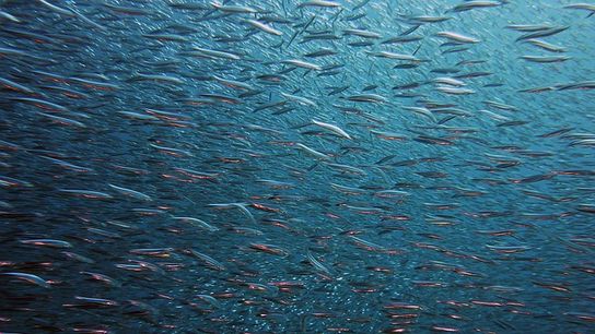 Alewife Migration Marks Spring Awakening in Maine’s Rivers and Communities