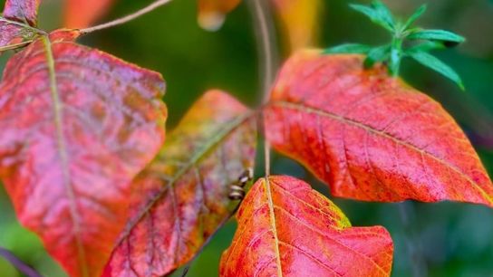 Maine Foliage Tracker (featured)