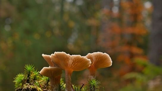 Foraging Mushrooms in Maine: A Bountiful Adventure in Nature (Live in Maine )