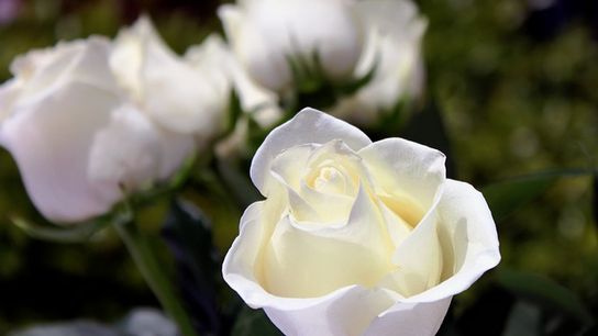 Live and Die in Maine. Why There May Be A High Cost To Dying in Maine (retire in maine)