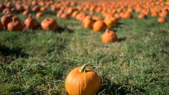 USA Today 10Best: Treworgy Family Orchards in Levant, Maine, Named No. 2 Fall Destination (featured)