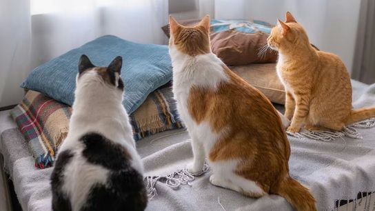 Maine’s Deep-Rooted Love for Cats Reflects the State’s Community-First Way of Life (Live in Maine )