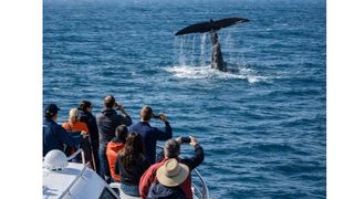 Whale Watching in Maine: A Coastal Experience That Defines Life in Vacationland (featured)