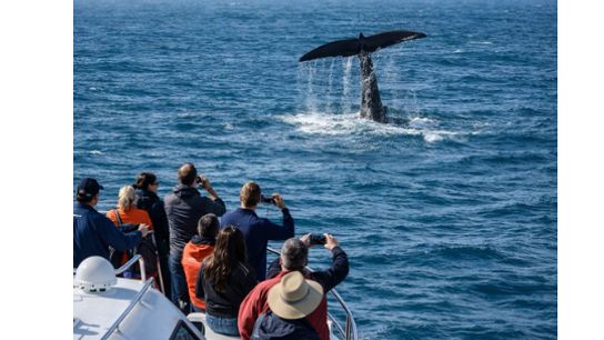 Whale Watching in Maine: A Coastal Experience That Defines Life in Vacationland