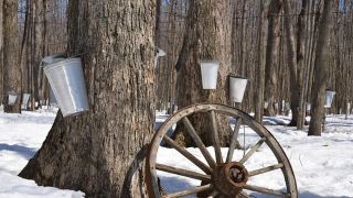Maine’s Maple Economy: A Sweet Industry Driving Rural Growth and National Attention (featured)