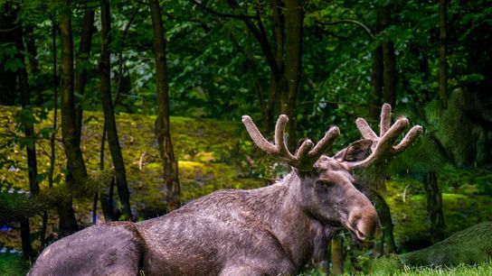 Where to See Moose in Maine: Why the Pine Tree State Is a Wildlife Lover’s Paradise (featured)