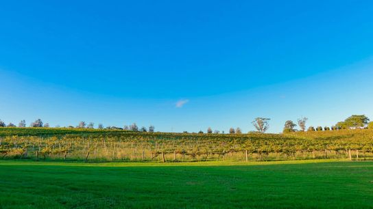 The Maine Winery Guild Helps Grow Maine’s Wine Industry, Farms and Local Economies (featured)